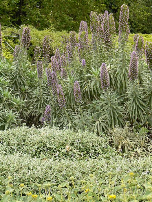 Mediterranean Garden, Adelaide Botanic Gardens P1080818.JPG